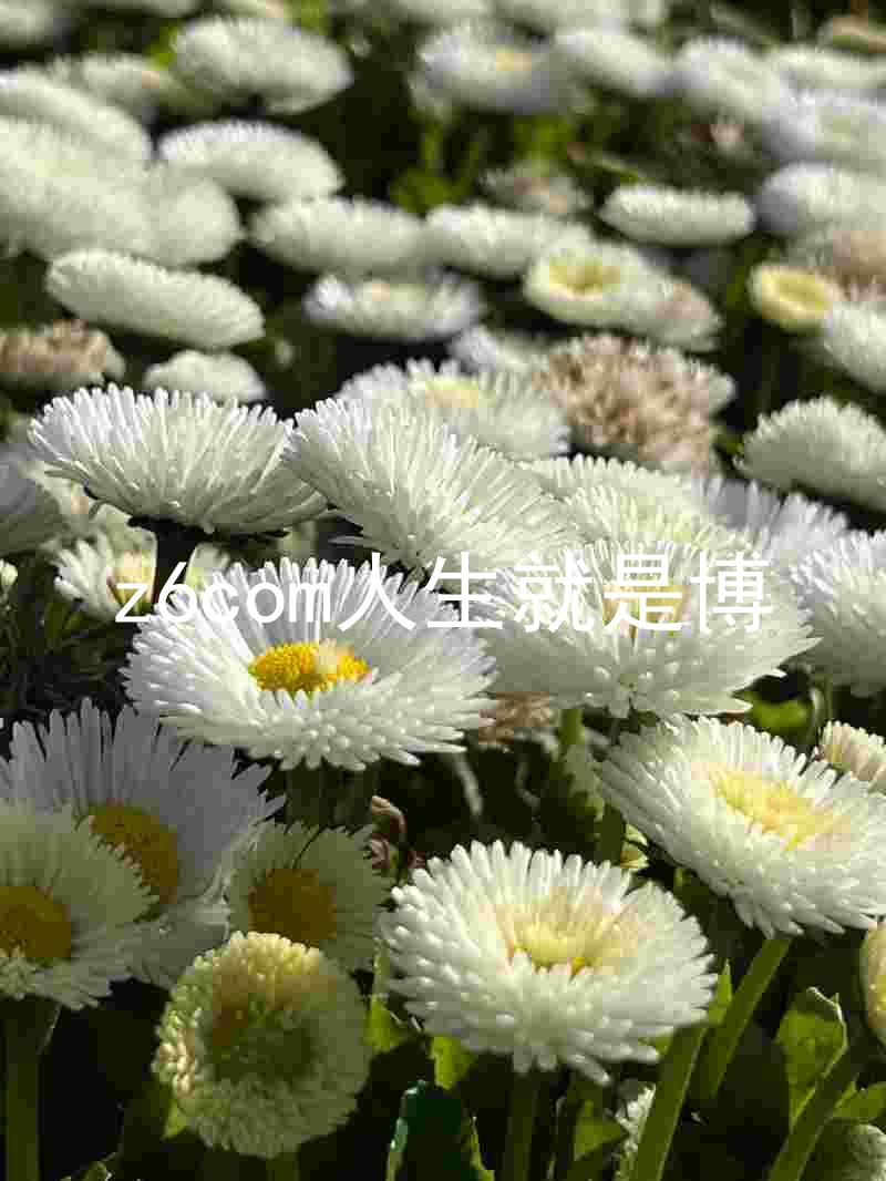 z6com人生就是博
